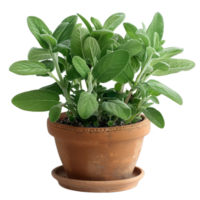 Potted Sage Plant png