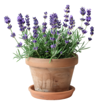 Blooming Lavender in a Terracotta Pot png