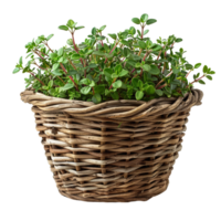 Lush Thyme in Wicker Basket png