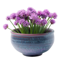 Purple Chives Flowers in a Blue Ceramic Pot png