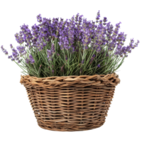 Lavender Basket on Black Background png