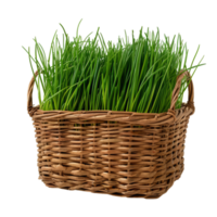 fresco verde erba cipollina nel un' di vimini cestino png