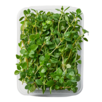 Fresh Thyme in Plastic Container png