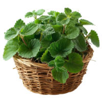 Fresh Catnip Leaves in Basket png