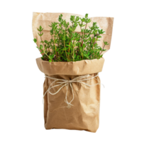 Eco-Friendly Potted Thyme png