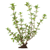 Vibrant Thyme Plant png