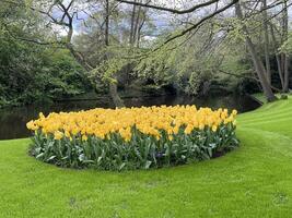 Yellow tulip flowers in park on spring day, colorful blooming flowerbed natural background, European tourist attraction photo