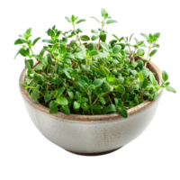 Potted Thyme Plant on Black Background png