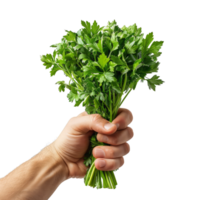 Fresh Parsley Bouquet in Hand png