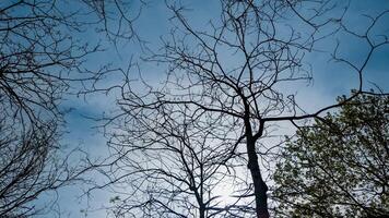 Bare tree branches silhouetted against a blue sky with early spring foliage emerging, ideal for Earth Day and Arbor Day concepts photo