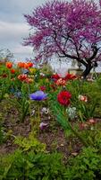 Blooming garden with vibrant tulips and purple tree, symbolizing springtime and Easter holidays, perfect for gardening and nature themes photo