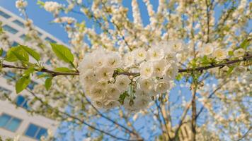 vibrante blanco Cereza flores en lleno floración en contra un claro azul cielo, señalización el comenzando de primavera y el hanami festival temporada foto