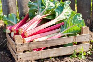 Freshly harvested rhubarb stalks in a wooden crate on an organic farm, symbolizing sustainable agriculture and seasonal spring produce photo