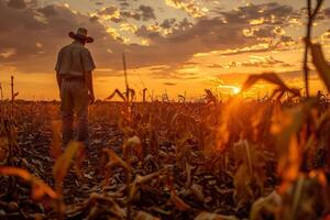 granjero inspeccionando un campo de marchito cultivos después un día de intenso calor, puesta de sol en el antecedentes foto