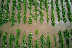 Top view of a flooded agricultural field, rows of crops submerged under rainwater, a devastating sight photo