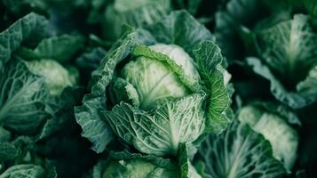 Close up of fresh green cabbages in a field, symbolizing healthy eating and related to World Vegan Day and agricultural concepts photo