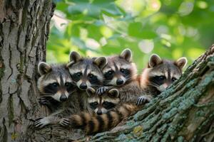 Family of raccoons huddled in the shade of a tree, looking exhausted from the heat photo