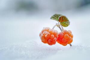 couple of cloudberries, stark contrast against a snowy white backdrop photo