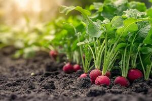 Organic red radishes growing in fertile soil with sun flare, concept of sustainable agriculture and World Environment Day photo