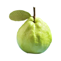 Fresh guava fruit isolated on transparent background png