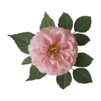 Rose fleur isolé sur transparent Contexte png