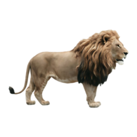 Wild lion side view lion cut out isolated on transparent background png