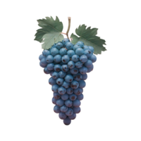 uvas uva acortar Arte aislado en transparente antecedentes png