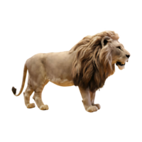 Wild lion side view lion cut out isolated on transparent background png