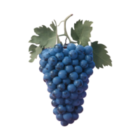 Grapes grape clip art isolated on transparent background png