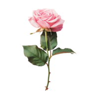 fresco Rosa rosa isolado em transparente fundo png