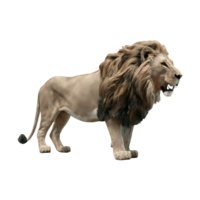 Wild lion side view lion cut out isolated on transparent background png