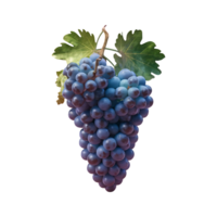 Grapes grape clip art isolated on transparent background png