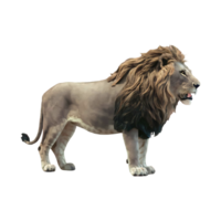 Wild lion side view lion cut out isolated on transparent background png