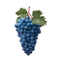 Grapes grape clip art isolated on transparent background png