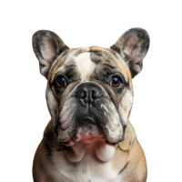 buldog aislado en transparente antecedentes png