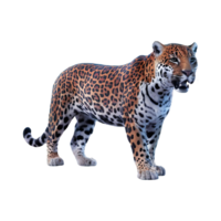 Jaguar Leopard wilde Katze Clip Art isoliert auf transparent Hintergrund png