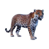 jaguar luipaard wilde kat clip art geïsoleerd Aan transparant achtergrond png