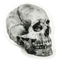 Monochrome vintage photo of halloween skull cut out image png