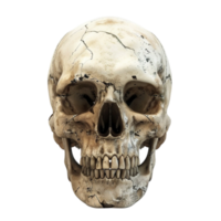 generado ai cráneo humano esqueleto humano cabeza aislado en un transparente antecedentes png