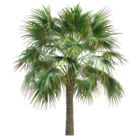 Generated AI Mexican fan palm isolated on a transparent background png