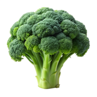 A head of broccoli on transparent background. png