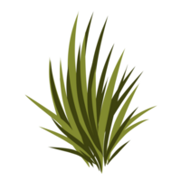 illustration de l'herbe verte png