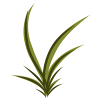 illustration de l'herbe verte png