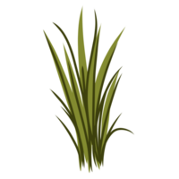 Green grass illustration png