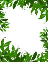 Green leaves blank space, branches frame background with leaf border png