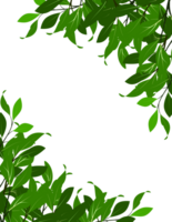 Green leaves blank space, branches frame background with leaf border png