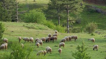 mouton pâturage librement dans la nature video