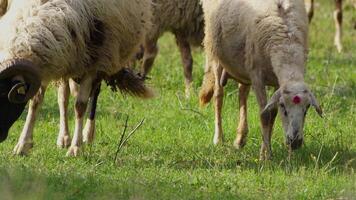 Sheep grazing freely in nature video