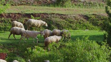 mouton pâturage librement dans la nature video