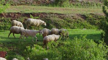 schapen begrazing vrij in natuur video